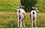 Bighorn Sheep, Peter Lougheed Provincial Park, Alberta, Canada