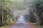 Road Through Rainforest, Pacific Rim National Park, Vancouver Island, British Columbia, Canada