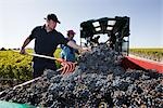 Grape Harvest at Chateau Lynch-Bages, Pauillac, Gironde, Aquitaine, France