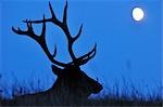 Silhouette de wapiti, Parc National Jasper, Alberta, Canada