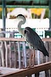 Heron auf Soneva Gili Resort, Geländer, Lankanfushi Island, North Male Atoll, Malediven