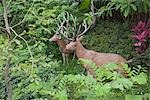 Ark garden, Noah's Ark, Ma Wan, Hong Kong