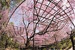 Cherry blossom at garden of Heian-jingu shrine, Kyoto, Japan