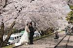 A wedding couple pose for photo under the cherry blossom, Higashiyama, Kyoto, Japan