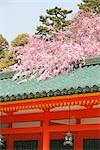 Cherry blossom seen on roof of corridor, Heian-jingu shrine, Kyoto, Japan