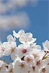 Cerisiers en fleurs au château de Hykone-jo, Hikone, préfecture de Shiga, Japon