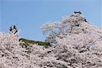 Cerisiers en fleurs au château de jo Sasayama, Sasayama, préfecture de Hyogo, Japon