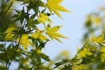 Fresh green at Phoenix hall, Byodo-in, Uji, Kyoto Prefecture, Japan