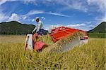 Rice harvesting, Kyoto prefecture, Japan