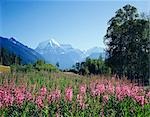 Mont Robson, le Parc Provincial du Mont Robson, en Colombie-Britannique, Canada