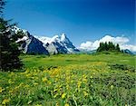 Alpine meadow with Eiger mountains beyond, Grindelwald, Bern (Berne), Bernese Oberland, Swiss Alps, Switzerland