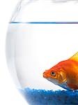 Goldfish in bowl on white background