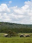 Group of rhinoceroses grazing through a field