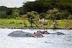 Hippopotames pataugeant dans une rivière, Afrique