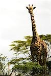 Giraffe in Kenya, Africa