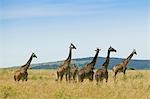 Herd of giraffes, Africa
