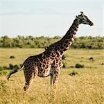 Giraffe in Kenya, Africa