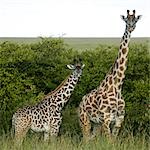 Giraffes in Kenya, Africa