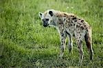 Hyena in Kenya, Africa