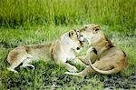 Löwe und Löwin, Afrika