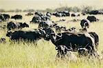 Herd of water buffalo, Africa