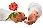 Hands holding rose