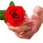 Hands holding rose