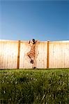 Femme lorgnant par-dessus la clôture en bois