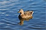 Canard colvert