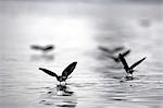 Antarctica,Antarctic Peninsula,Half Moon Bay. Wilson's Storm-Petrels (Oceanites oceanicus) 'walk on water' in the silvery calm waters of the bay feeding on plankton.