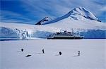 Antarctica,Antarctic Peninsula,Port Lockroy. Gentoo penguins (Pygoscelis papua) and Cruise Ship Clipper Adventurer.