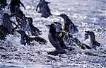 Chinstrap penguins (Pygoscelis antarctica) exiting sea at Baily Head