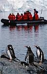 Sternzeichen und Passagiere Eselspinguine, Pygoscelis Papua, Bildschirmfüllende Darstellung der chilenischen Basis in Paradise Harbour auf der Antarktischen Halbinsel.