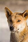 A dingo (Canis familiaris). The dingo is Australia's native dog,with the Fraser Island dingoes considered as the purest breed.