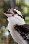 Kookaburra rieur (Dacelo novaeguineae)