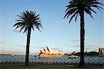 The iconic Opera House is framed by palms at the Daves Point Reserve on the western side of Sydney Cove