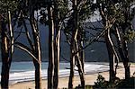 Australie, Tasmanie, la péninsule de Tasman, Tasman National Park.Fin d'après midi léger sur la plage et des arbres.