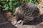 Australia,Victoria. A short-nosed echidna or spiny anteater.