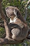 Australie, Victoria. Un koala s'étend dans le soleil d'après-midi tardif.