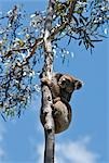 Australia, Australie du Sud. Un koala grimpant dans un arbre d'eucalyptus sur Kangaroo Island.