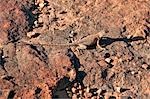 Australien, Northern Territory. Ein Schwarzbinden Drachen auf den Felsen am Kings Canyon - perfekte Tarnung für dieses Reptil.