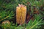 Australia New South Wales. A Banskia flower in Sydney’s Royal Botanic Gardens.