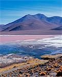 Flamants se nourrissent dans les eaux riches en algues de Laguna Colorada. La couleur rouge caractéristique de cette lagune de haute altitude est due à la forte concentration d'algues tandis que les dépôts de borax forment une frange blanche au lac. Colorada est le plus important site de nidification du flamant de James rare et accueille aussi des concentrations importantes de flamants du Chili et andine.