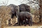 Groupe familial d'éléphants, Parc National de Chobe.