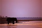 elephant drinking from the Chobe River at sunset,Chobe National Park.