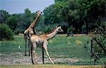 Sud girafe boire, Moremi Game Reserve.