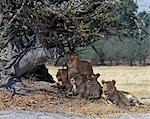 Une fierté de lions dans la Reserve.Moremi de la faune de Moremi comprend l'île de chef et a été la première réserve en Afrique à être créé par les indigènes africains. Protéger les écosystèmes riches et diversifiés des régions centrales et orientales du Delta de l'Okavango, Moremi est le seul endroit accessible par véhicule à moteur par temps sec.