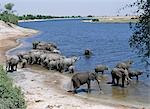 A large herd of elephants drink at the Chobe River. Elephants can go several days without water but drink and bathe daily by choice.In the dry season when all the seasonal waterholes and pans have dried,thousands of wild animals converge on the Chobe River,the boundary between Botswana and Namibia. The park is justifiably famous for its large herds of elephants and buffaloes.