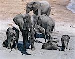 Elephants enjoy a mud bath near the Chobe River waterfront.In the dry season when all the seasonal waterholes and pans have dried,thousands of wild animals converge on the Chobe River,the boundary between Botswana and Namibia. The park is justifiably famous for its large herds of elephants and buffaloes..