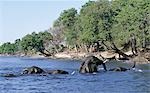 Elephants swim across the Chobe River.In the dry season when all the seasonal waterholes and pans have dried,thousands of wild animals converge on the Chobe River,the boundary between Botswana and Namibia. The park is justifiably famous for its large herds of elephants and buffaloes..